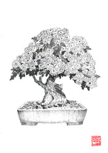 Load image into Gallery viewer, The Noble Series - Chrysanthemum