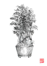 Load image into Gallery viewer, The Noble Series - Bamboo
