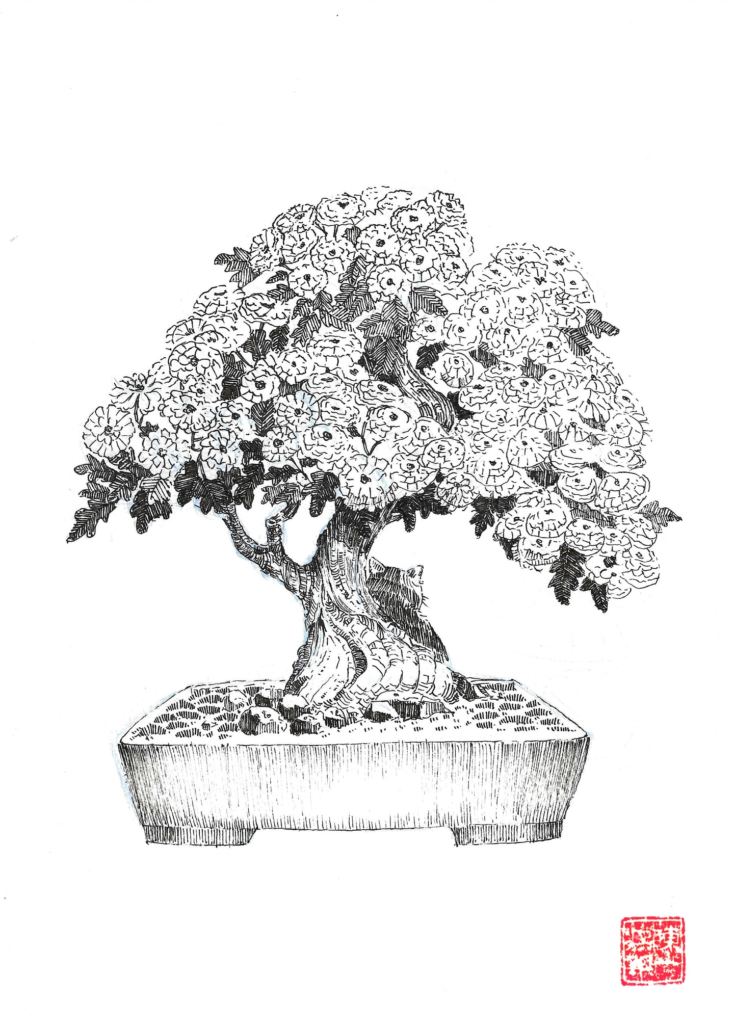 The Noble Series - Chrysanthemum